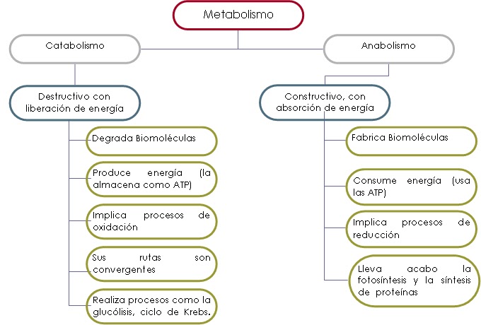 mapa conceptual del metabolismo fases