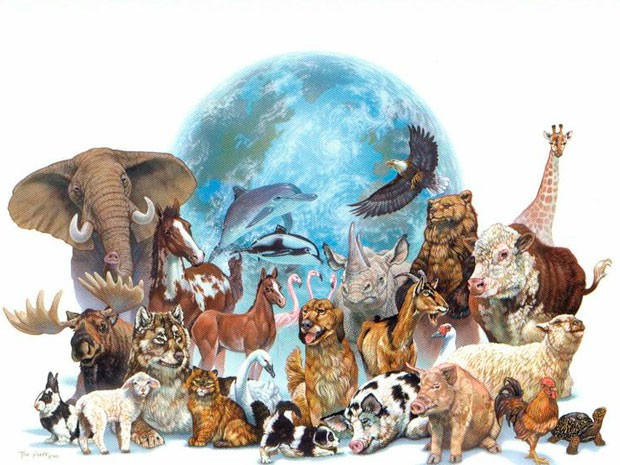 mapa conceptual del reino animal imagen destacada