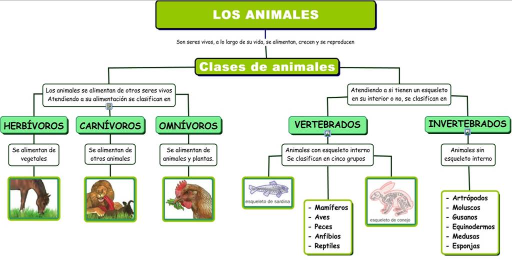 mapa conceptual del reino animal ejemplo