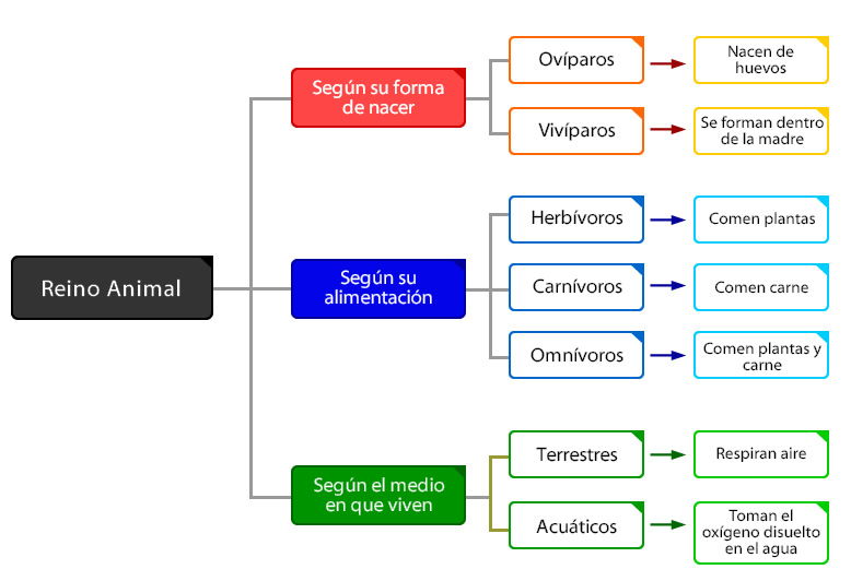 mapa conceptual del reino animal clasificación a color