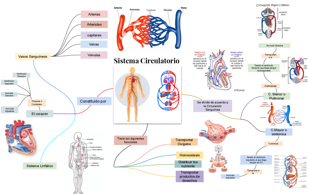 mapa conceptual del sistema circulatorio amplio
