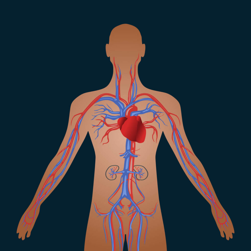 mapa conceptual del sistema circulatorio vector