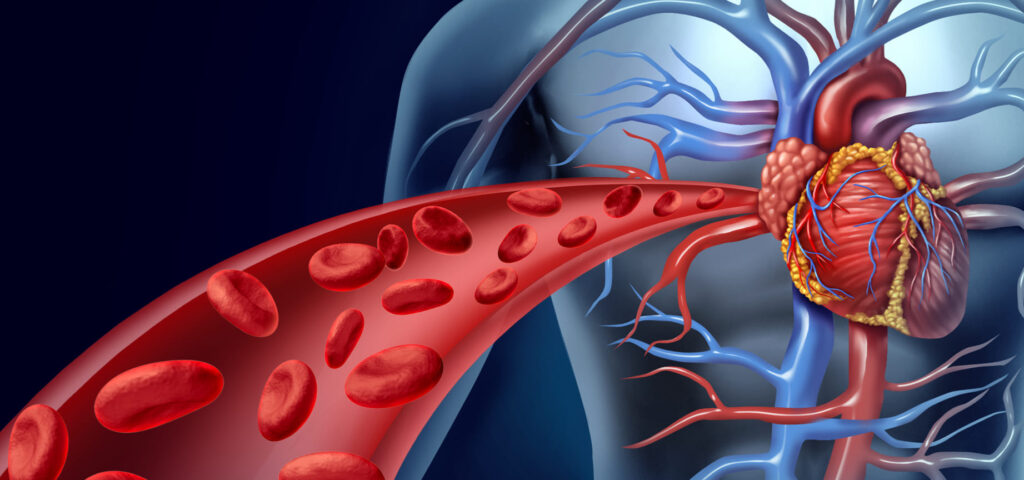 mapa conceptual del sistema circulatorio glóbulos rojos