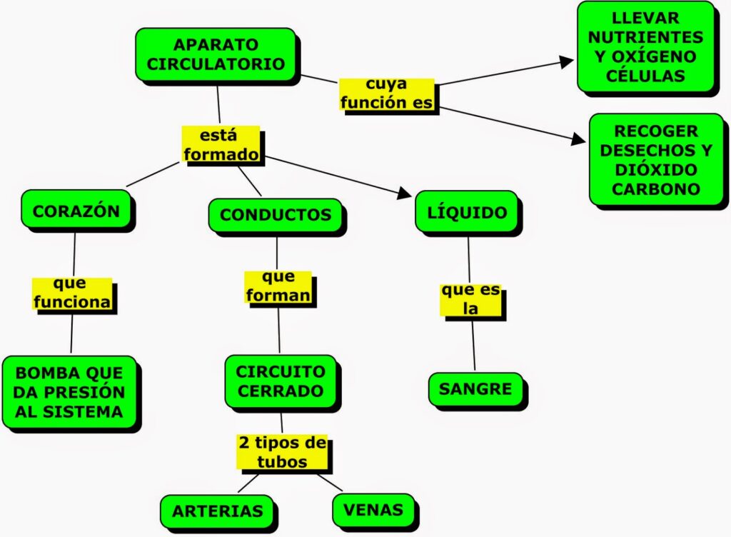 mapa conceptual del sistema circulatorio formación función