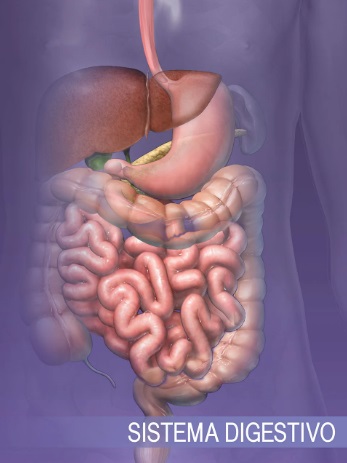 mapa conceptual del sistema digestivo imagen
