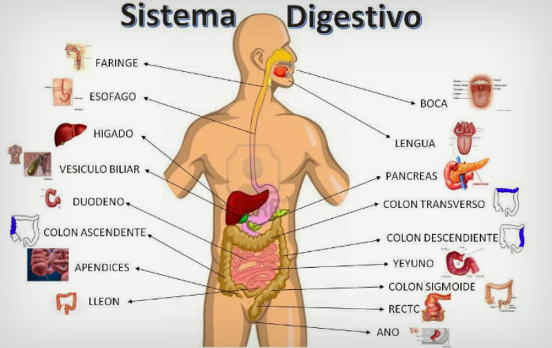 mapa conceptual del sistema digestivo explicación