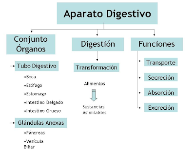mapa conceptual del sistema digestivo aparato