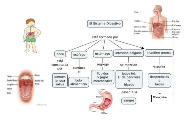 mapa conceptual del sistema digestivo explicado