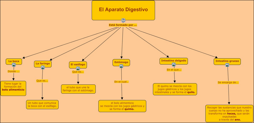 mapa conceptual del sistema digestivo componentes
