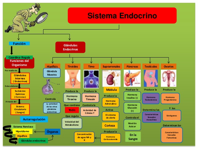 mapa conceptual del sistema endocrino con figuras