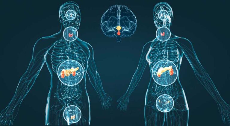 Mapa Conceptual Del Sistema Endocrino Gu A Paso A Paso