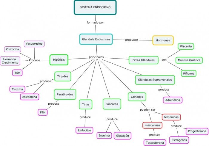 mapa conceptual del sistema endocrino formado por