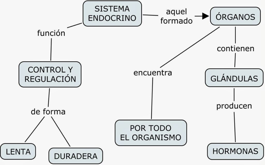 mapa conceptual del sistema endocrino función formación