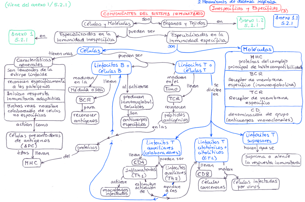 mapa conceptual de inmunidad