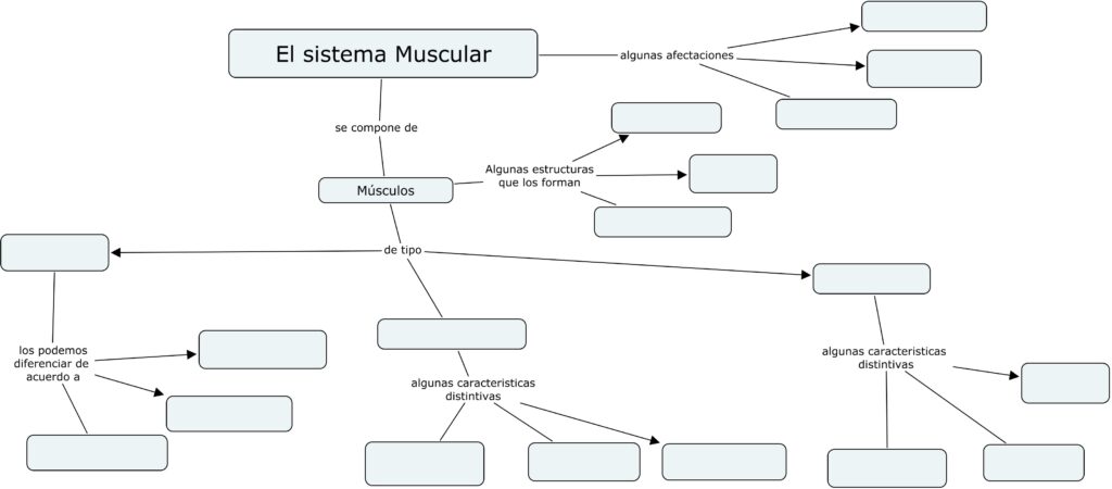 diagrama muscular para niños