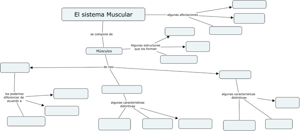 mapa conceptual del sistema muscular para niños	