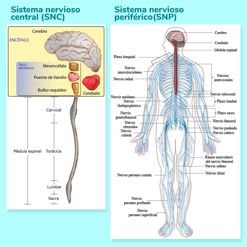 mapa conceptual del sistema nervioso snc snp