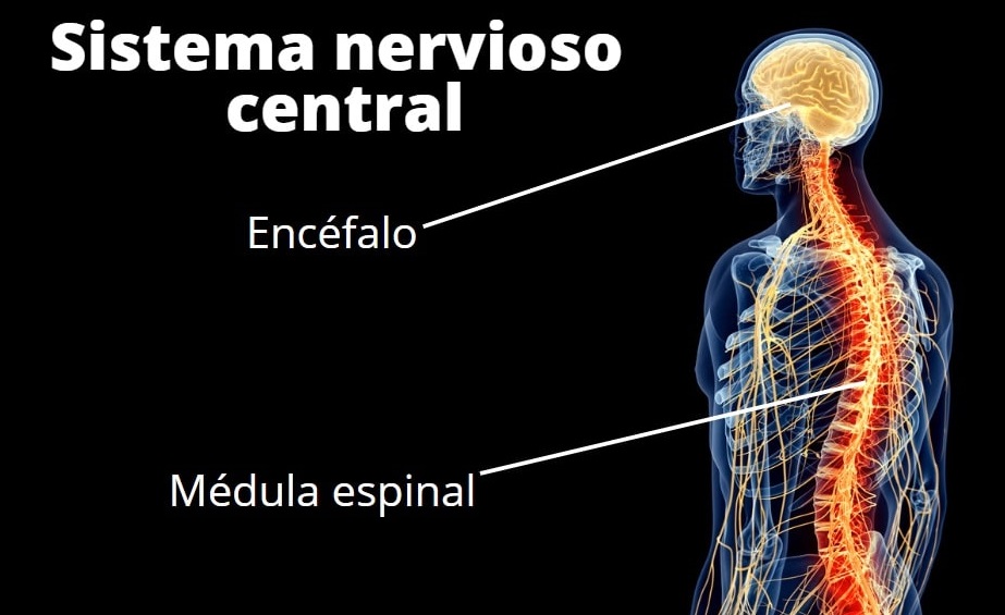 mapa conceptual del sistema nervioso central