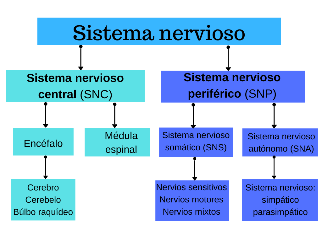 mapa conceptual del sistema nervioso dos sistemas