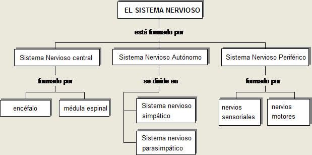mapa conceptual del sistema nervioso formación
