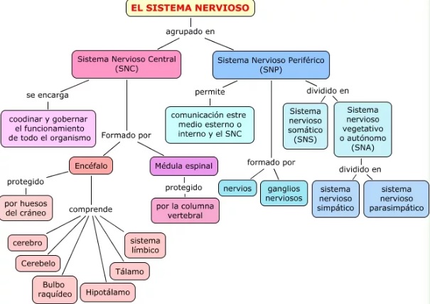 mapa conceptual del sistema nervioso grupos
