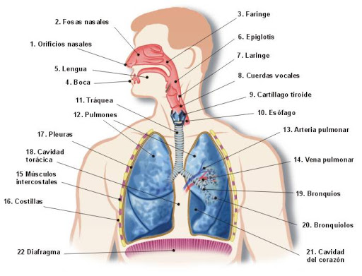 Mapa Conceptual Del Sistema Respiratorio Gu A Paso A Paso