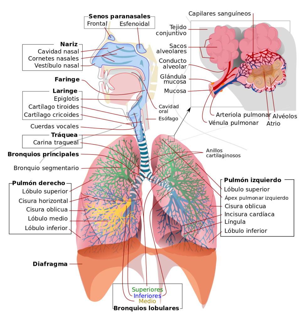mapa conceptual del sistema respiratorio explicado