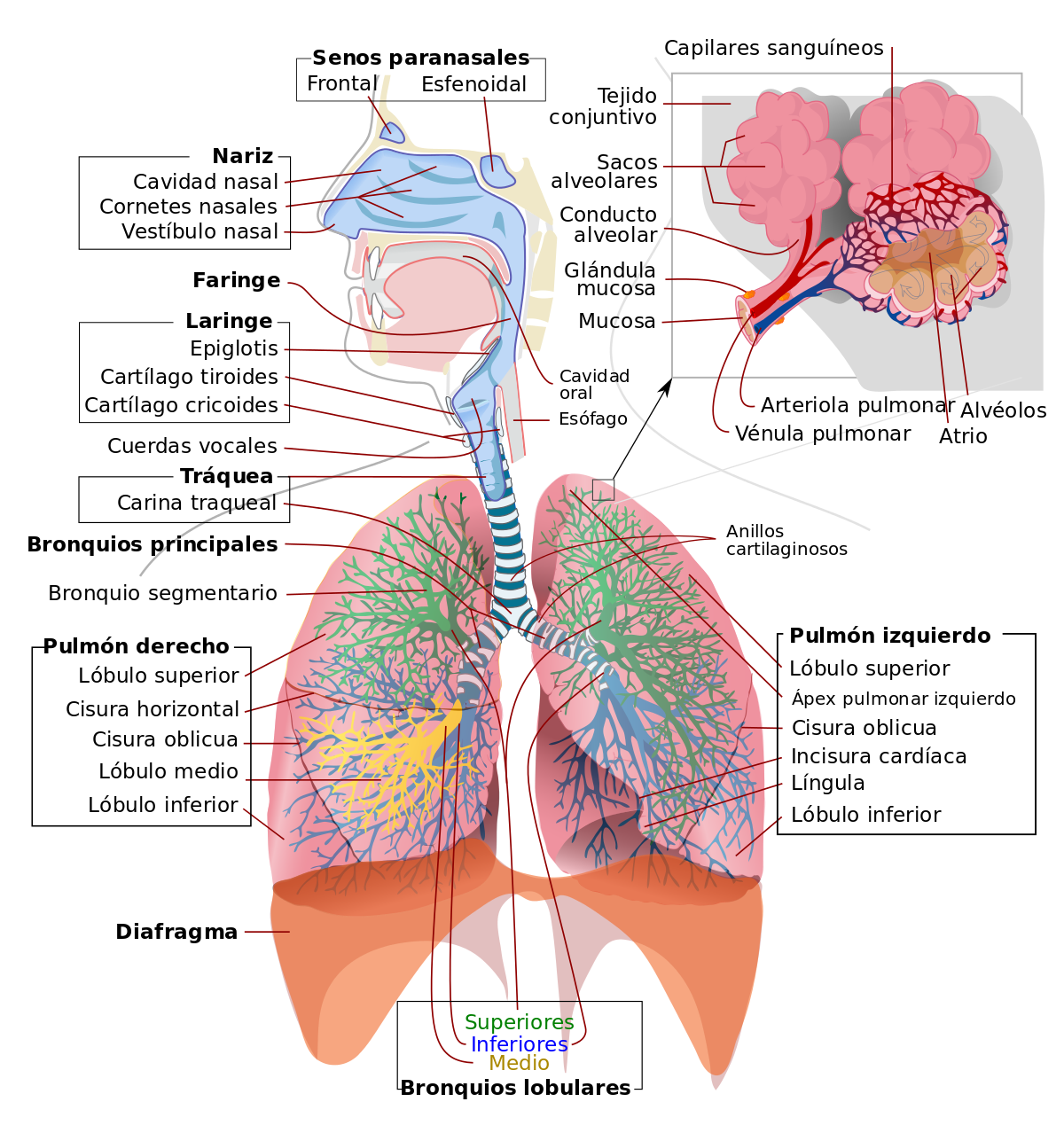 Mapa conceptual del sistema respiratorio Guía paso a paso