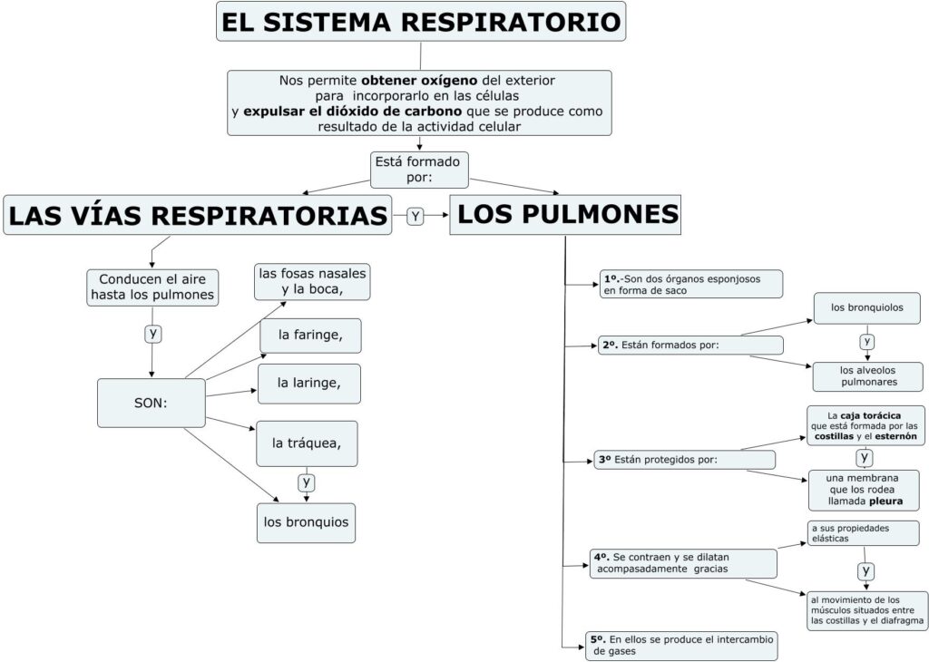 mapa conceptual del sistema respiratorio cómo está formado