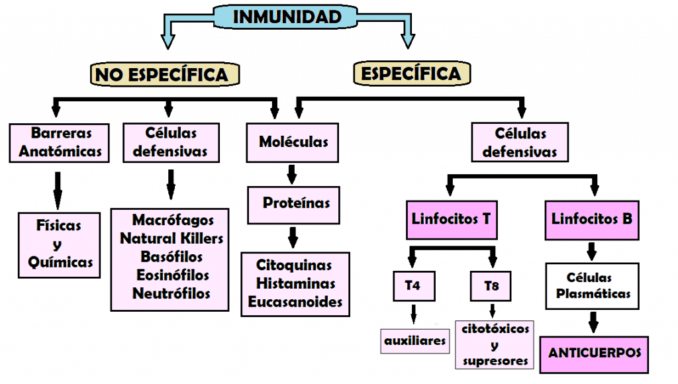 mapa conceptual de inmunidad