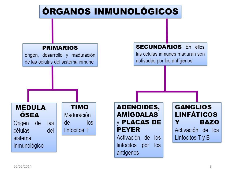 mapa conceptual de inmunidad