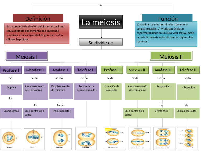 Meiosis mapa conceptual ¡Guía paso a paso!