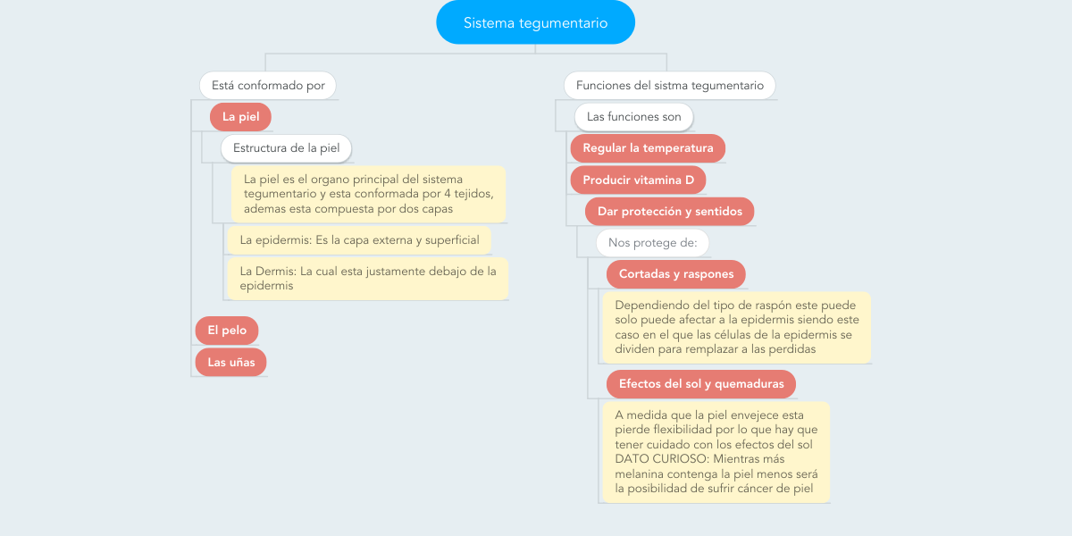 Sistema Tegumentario Mapa Conceptual ¡Guía Paso A Paso!