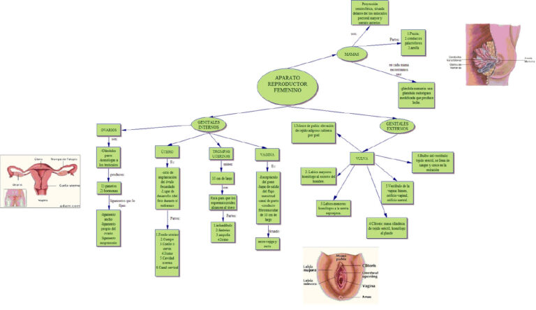 Mapa Conceptual Del Aparato Reproductor Femenino ¡guía Paso A Paso 3944