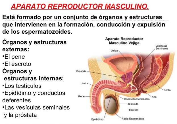 ▷ Aparato reproductor masculino mapa conceptual ¡Guía paso a paso!