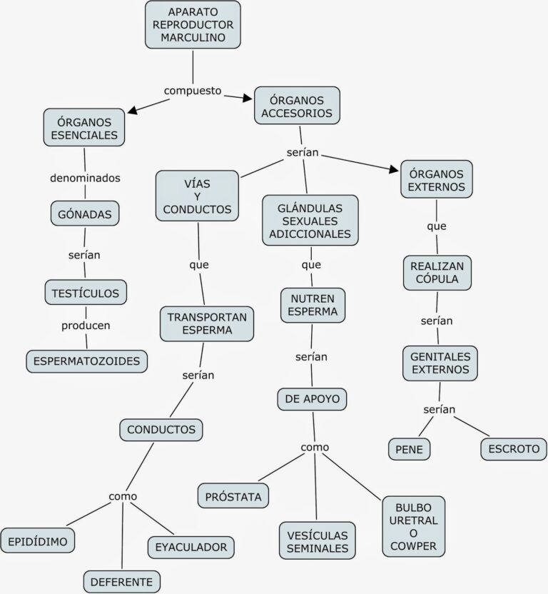 Aparato Reproductor Masculino Mapa Conceptual Gu A Paso A Paso