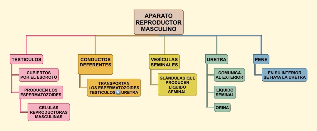 Aparato Reproductor Masculino Mapa Conceptual ¡guía Paso A Paso 2944