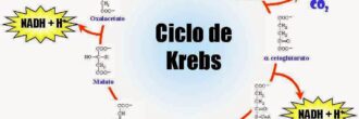 Ciclo de Krebs mapa conceptual