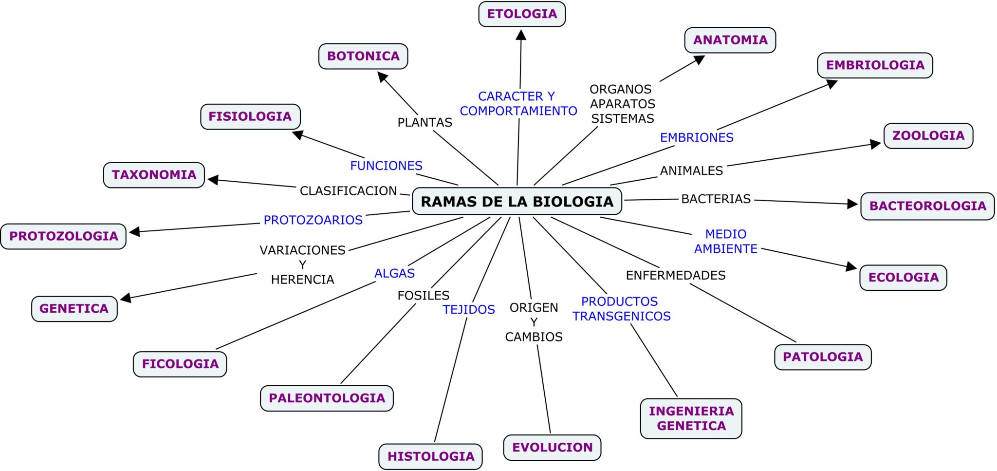 Mapa Conceptual De Biología ¡guía Paso A Paso