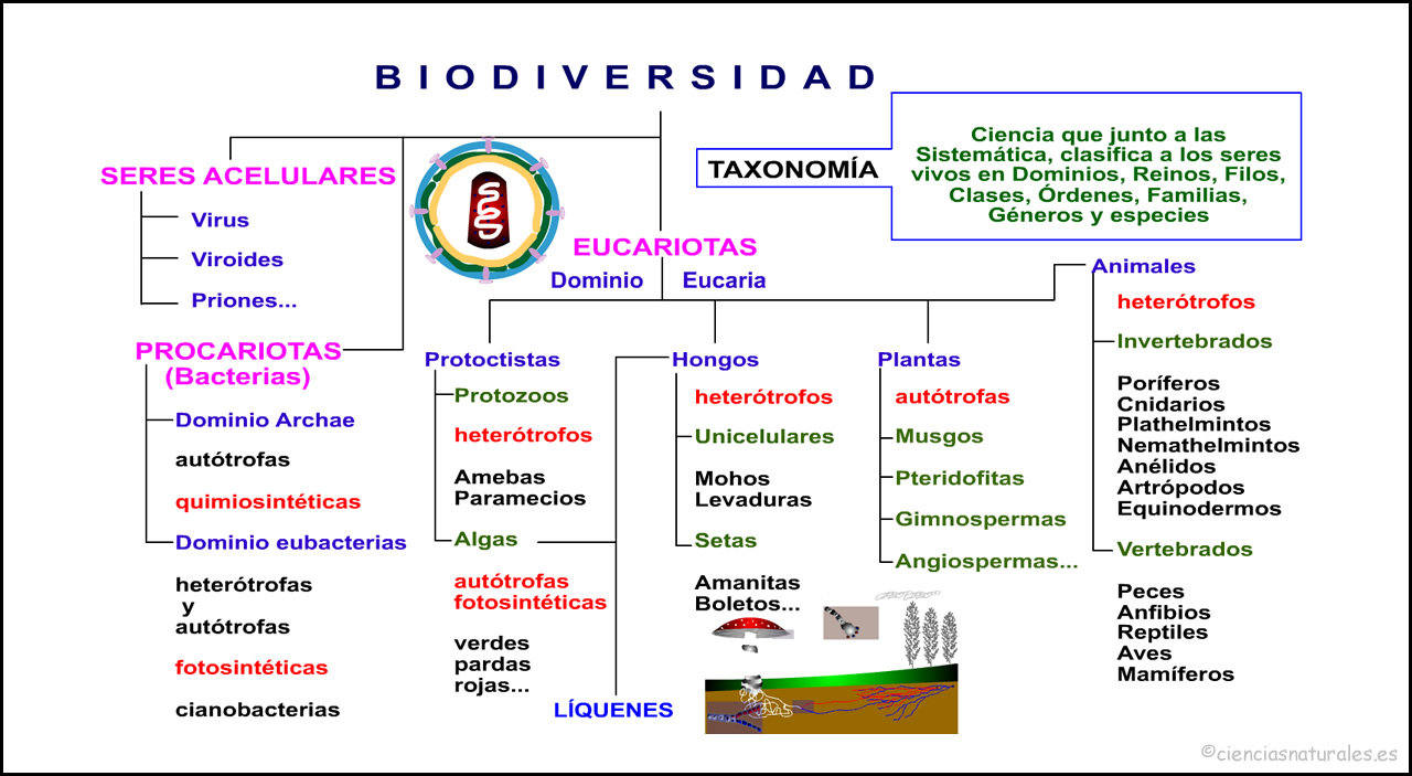 Mapa Conceptual De La Biodiversidad ¡guía Paso A Paso