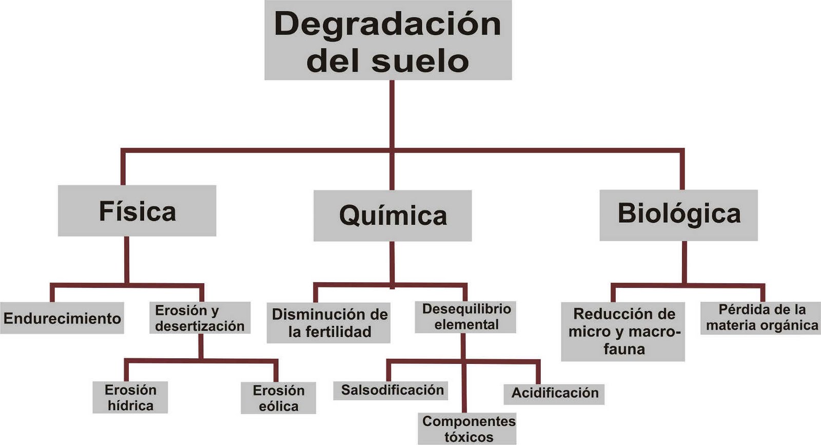 Mapa conceptual de la contaminación Guía paso a paso