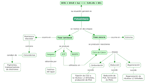 ▷ Mapa conceptual de la fotosíntesis ¡Guía paso a paso!