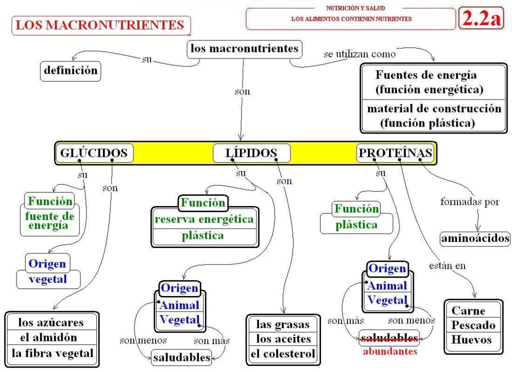 ▷ Mapa conceptual de nutrición ¡Guía paso a paso!