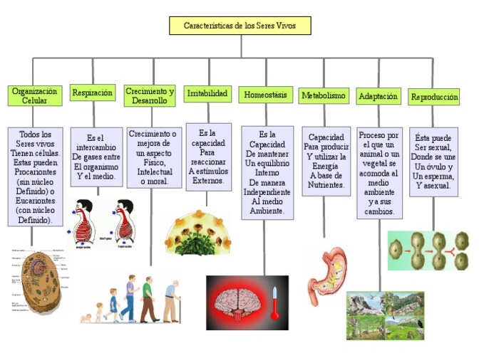 Mapa Conceptual De Los Seres Vivos ¡guía Paso A Paso