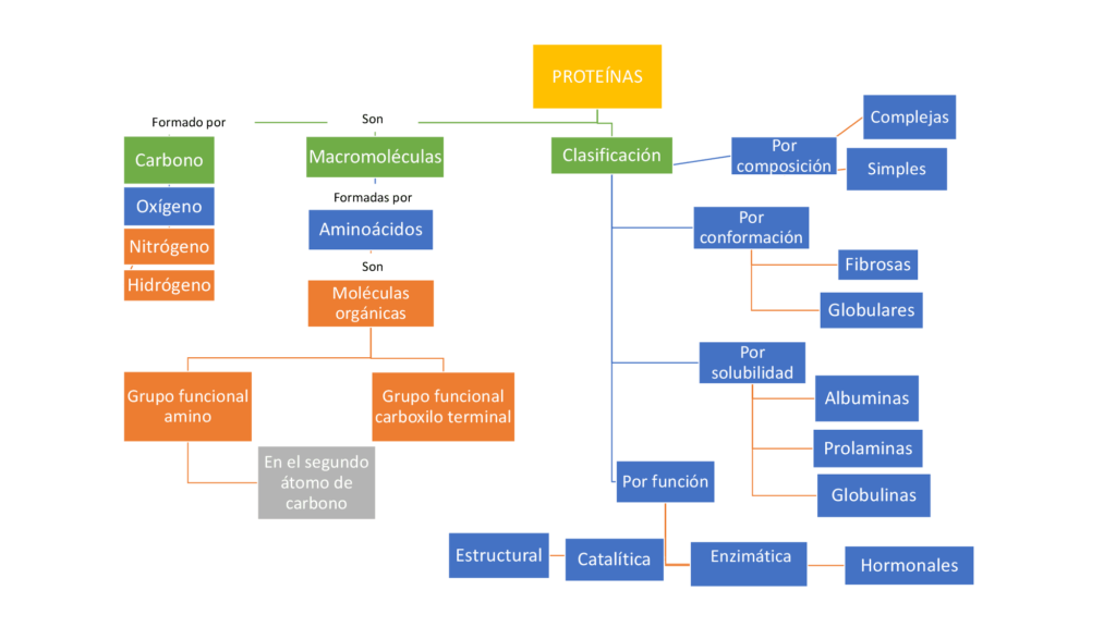 ▷ Mapa conceptual de proteínas ¡Guía paso a paso!