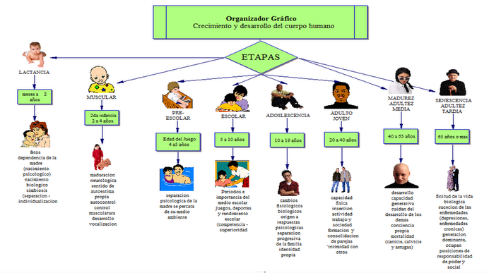 ▷ Mapa conceptual del desarrollo humano ¡Guía paso a paso!