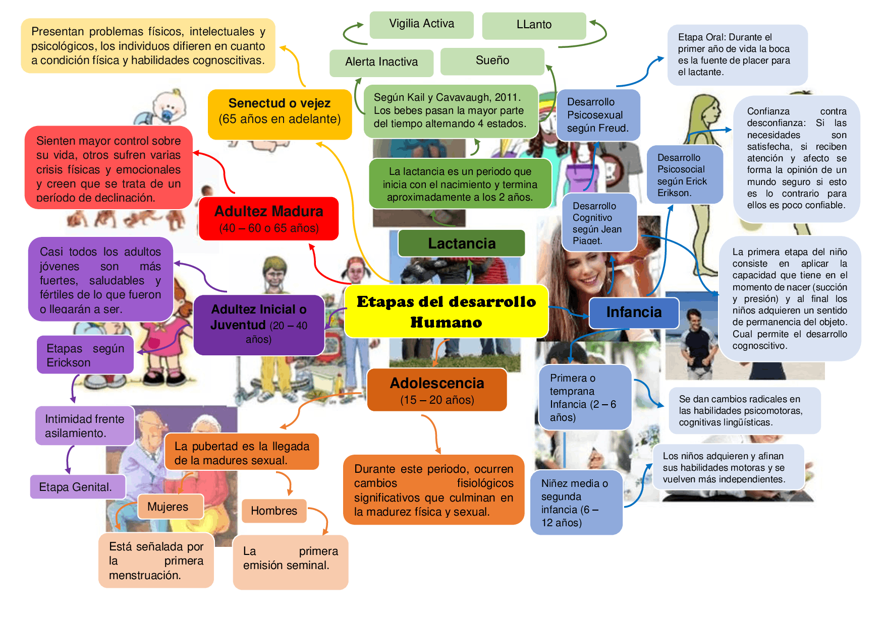 Mapa Conceptual De Las Etapas Del Desarrollo Humano Para Niños