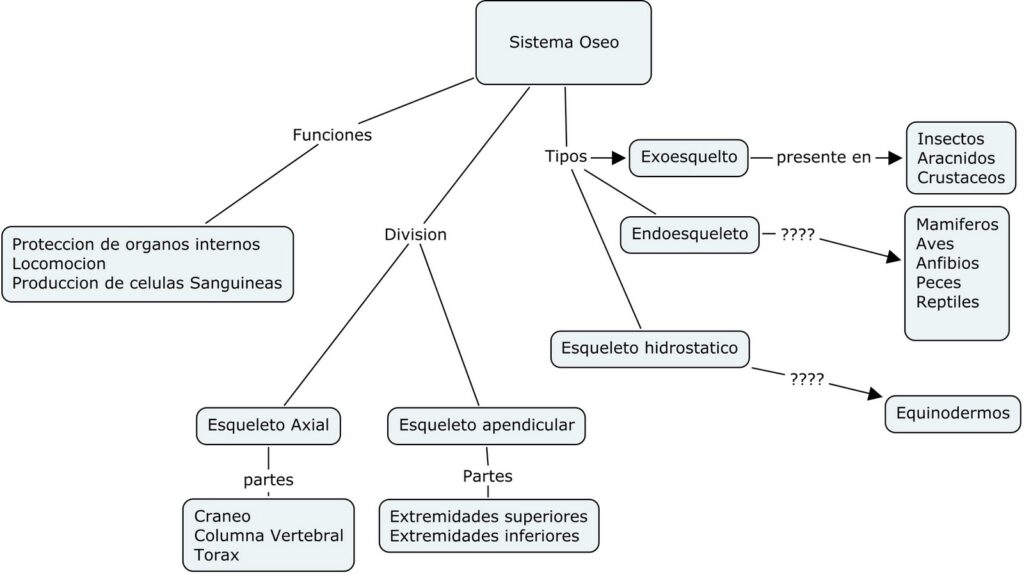 ▷ Mapa conceptual del sistema óseo ¡Guía paso a paso!