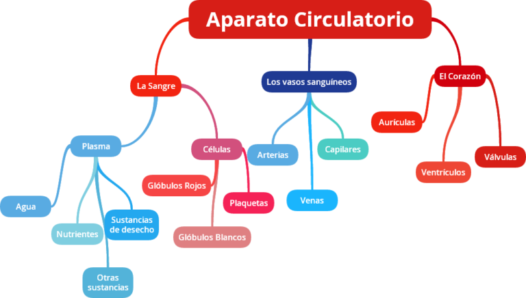 Mapa conceptual del sistema circulatorio ¡Guía paso a paso!