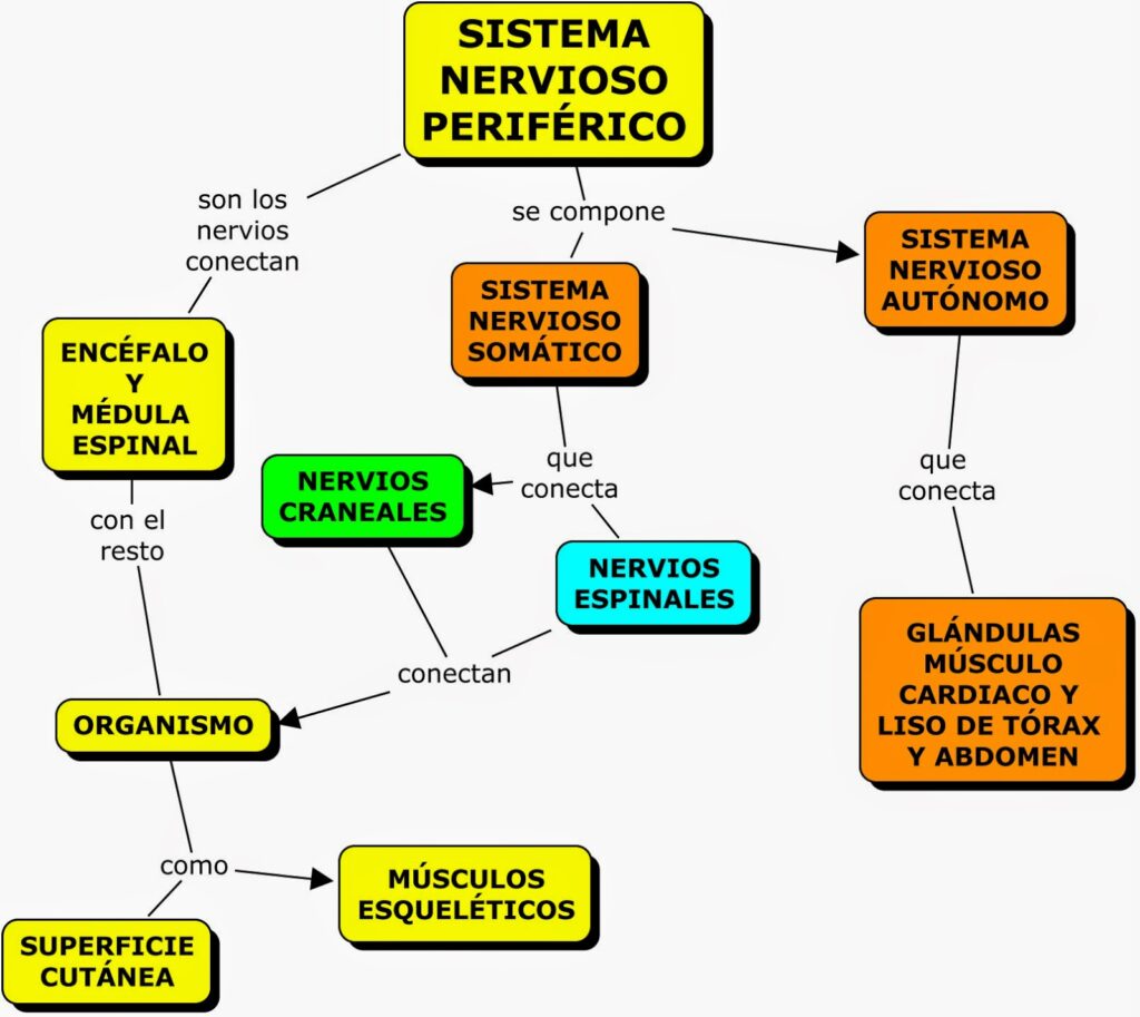 Un Mapa Conceptual Del Sistema Nervioso - System VWPV
